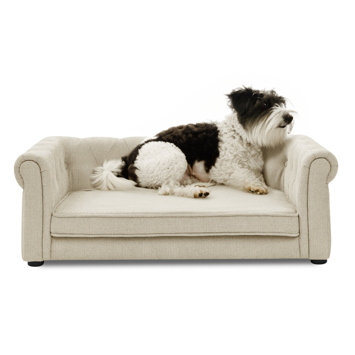 Haven Foam Dog Sofa Bed for Senior Dogs — Elevated Couch Bed for Medium & Large Dogs, Beige