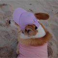 Dog Sun Cap with Ear Holes — Adjustable Cotton Baseball Cap for Shade on Walks