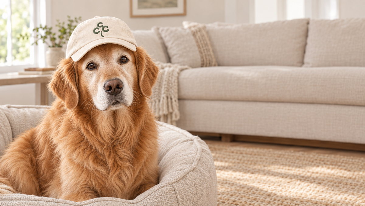 ccc dog hat banner